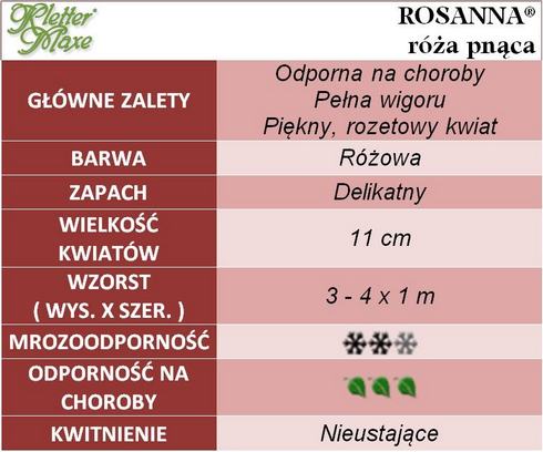 Rosanna róża pnąca